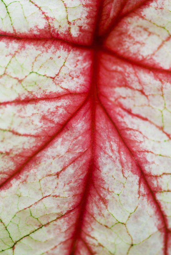 血管,无人,竖图,彩色,室外,特写,白天,背景,美景,植物,叶子,景观,一个,红色,自然,景色,摄影,生长,单个,成长,五颜六色,环境,明亮,色彩斑斓,气候,热带气候,清新,自然风光,五彩缤纷,五彩斑斓,变性植物,天南星,式样,五光十色,叶脉,彩图,全画面,全框架,全帧,彩叶芋,观叶植物,全画幅