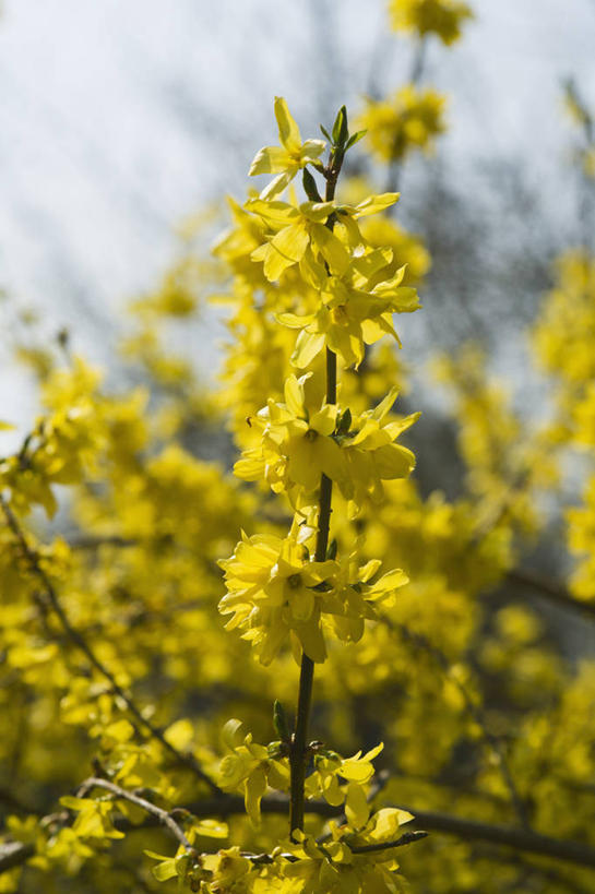 无人,竖图,室外,特写,白天,美景,植物,连翘,景观,花,一个,黄色,自然,春天,景色,摄影,生长,单个,灌木,环境,清新,自然风光,青翘,落翘,连壳,黄奇丹,黄花条,彩图