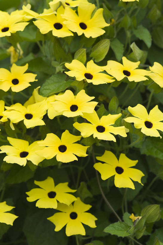 无人,攀登,竖图,室外,特写,白天,快乐,美景,植物,景观,草药,药草,中药,花,一个,黄色,自然,夏天,藤蔓,景色,摄影,生长,单个,环境,明亮,清新,自然风光,药材,中草药,户外活动,藤蔓植物,中药材,本草,爵床,彩图