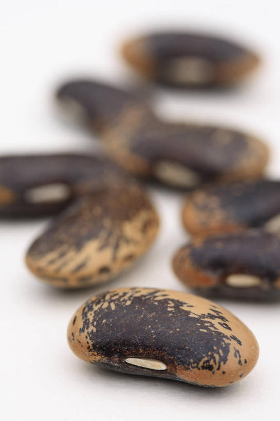 无人,竖图,室外,特写,白天,热情,美景,植物,景观,尖顶,一对,花,排列,两个,红色,自然,夏天,橙色,景色,摄影,环境,清新,自然风光,思念,火把莲,火炬百合,火炬花,彩图,剑叶兰