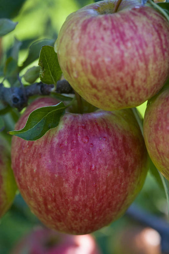 无人,吃,竖图,室外,特写,白天,农作物,美景,植物,苹果,水果,景观,食品,饮品,饮食,树,食物,饮料,两个,红色,自然,景色,摄影,生长,收获,环境,可口,清新,自然风光,苹果树,健康食物,适口,苹果酒,秋天,彩图