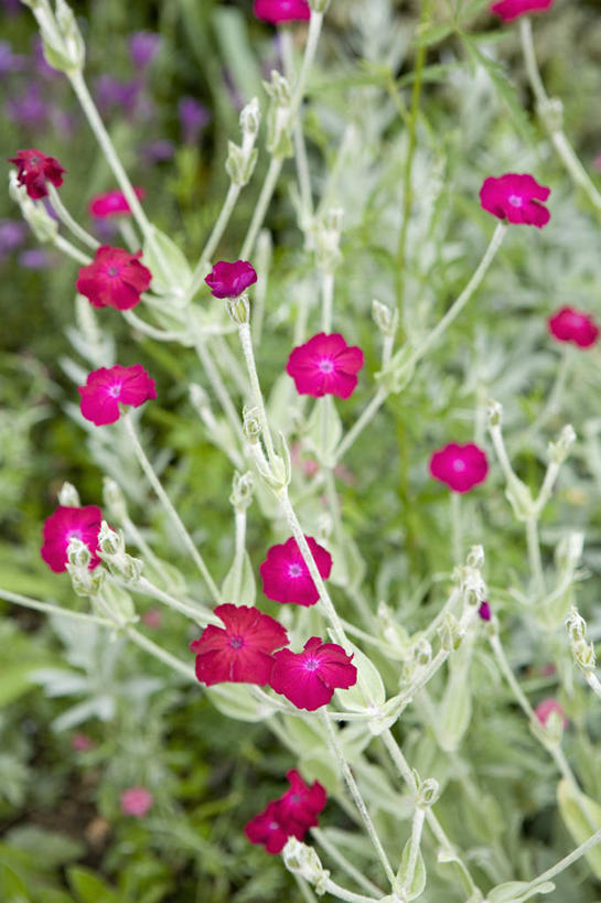 无人,竖图,室外,特写,白天,美景,植物,景观,花,一个,粉色,自然,夏天,景色,摄影,生长,单个,环境,清新,自然风光,蜡烛花,彩图,多年生植物