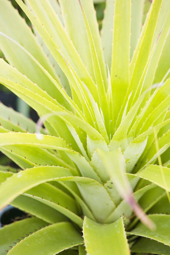 无人,竖图,室外,特写,白天,美景,植物,叶子,景观,绿色,自然,景色,摄影,生长,环境,锋利,尖锐,气候,热带气候,清新,自然风光,彩图,全画面,全框架,全帧,全画幅,附生植物