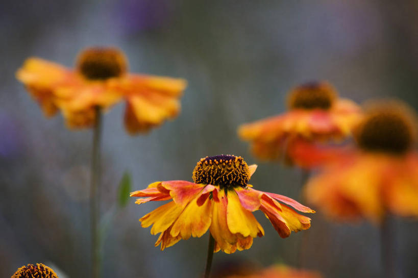 无人,横图,室外,特写,白天,留白,美景,植物,景观,花,一个,自然,夏天,橙色,景色,摄影,单个,环境,自然风光,紫苑,秋天,彩图,堆心菊