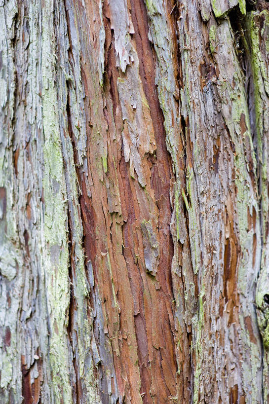 无人,竖图,室外,特写,白天,美景,植物,粗糙,木制,景观,褐色,树皮,雪松,树,树干,一个,灰色,自然,景色,摄影,单个,环境,毛糙,剥落,自然风光,肌理,式样,针叶树,彩图,全画面,全框架,全帧,全画幅,粗拙