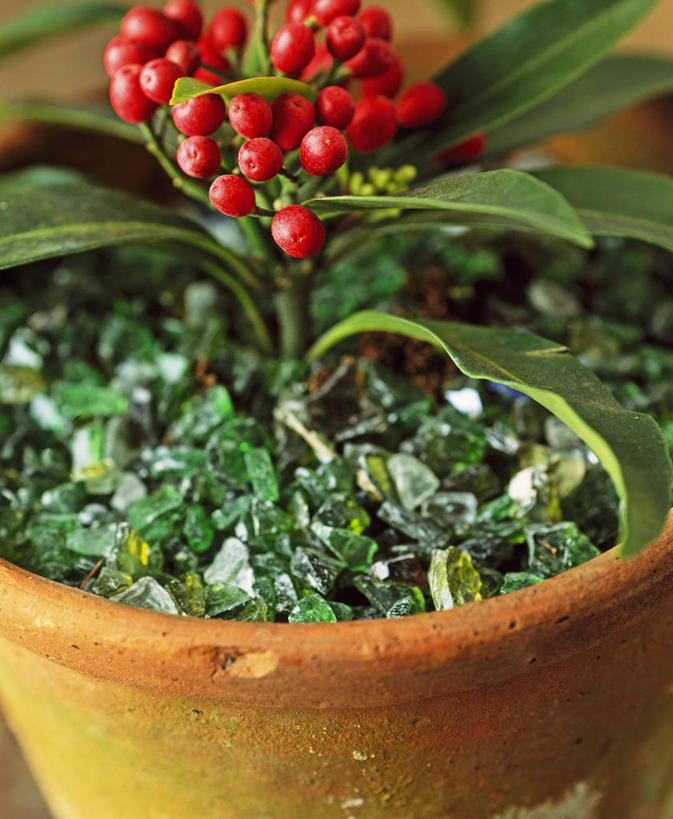 无人,竖图,室内,特写,白天,美景,植物,浆果,圣诞节,景观,冬天,红色,自然,景色,季节,摄影,灌木,环境,自然风光,常绿树,彩图,法定假日