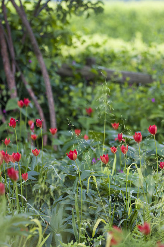 无人,竖图,室外,白天,美景,植物,蔬菜,新鲜,景观,食品,花,食物,自然,春天,景色,摄影,有机食品,绿色食品,环境,清新,自然风光,伍斯特郡,休闲活动,彩图