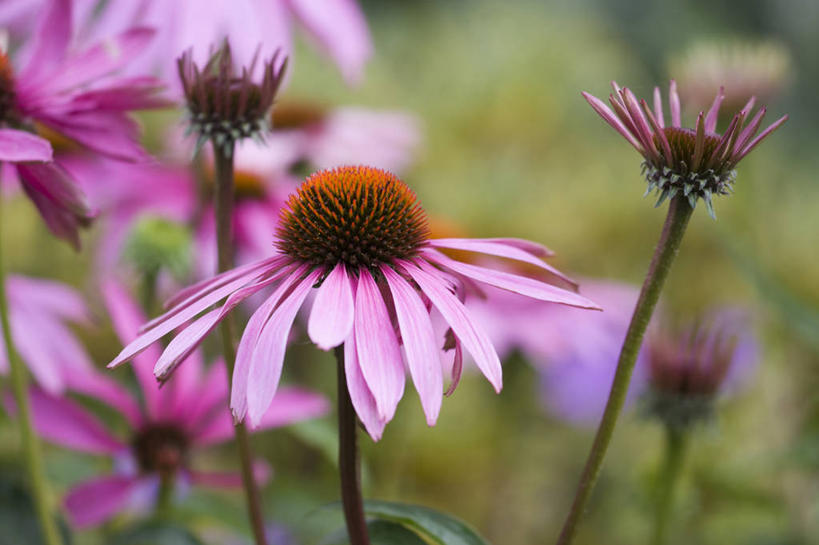 无人,横图,室外,白天,美景,植物,景观,草药,花,粉色,自然,夏天,景色,摄影,金花菊,环境,清新,自然风光,紫锥花,彩图,多年生植物