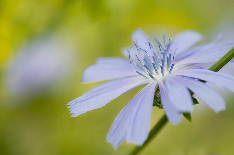 无人,横图,室外,特写,白天,留白,美景,植物,盛开,景观,菊苣,花蕾,饮食,花,花瓣,花朵,鲜花,一朵,一个,自然,夏天,花苞,花蕊,景色,摄影,单个,褪色,环境,雄蕊,清新,自然风光,彩图