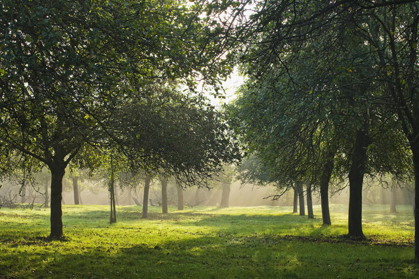 无人,果园,横图,室外,特写,白天,农业,农作物,美景,植物,雾,水果,日光,一排,整齐,景观,食品,果树,树荫,饮食,草,树,排列,自然,夏天,景色,摄影,生长,环境,队列,清新,自然风光,苹果树,落叶树,赫里福德郡,苹果酒,彩图,传统文化