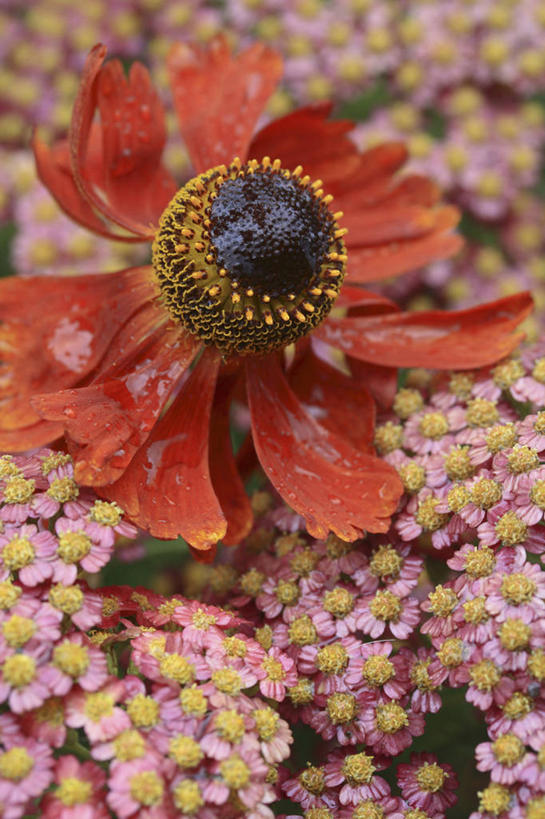 无人,竖图,室外,白天,友谊,美景,植物,景观,花,两个,粉色,自然,橙色,景色,摄影,环境,清新,自然风光,反差,西洋蓍草,彩图