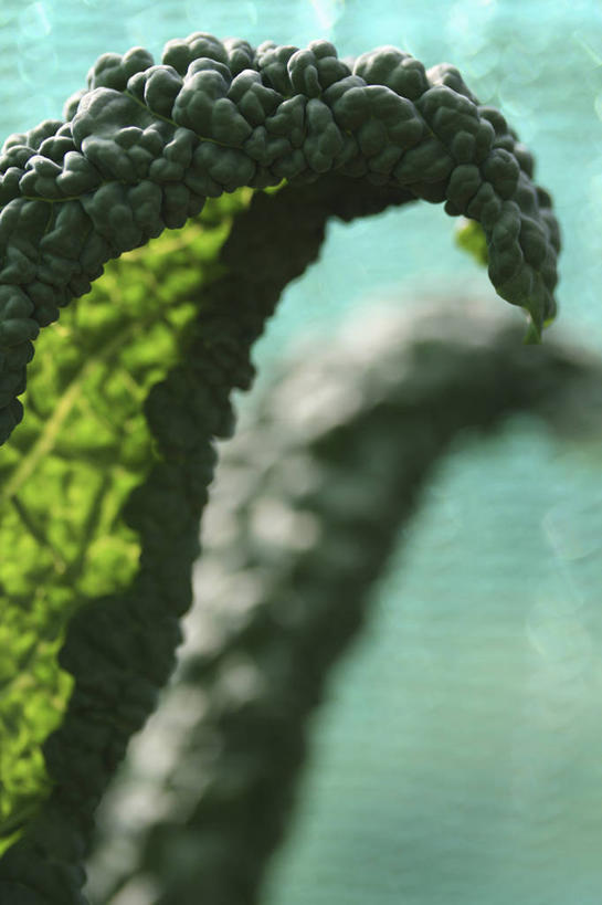 无人,竖图,室外,特写,白天,美景,植物,蔬菜,叶子,网,景观,食品,铁丝网,饮品,饮食,食物,饮料,自然,夏天,景色,摄影,有机食品,保护,环境,金属丝,可口,清新,自然风光,适口,彩图,共生关系