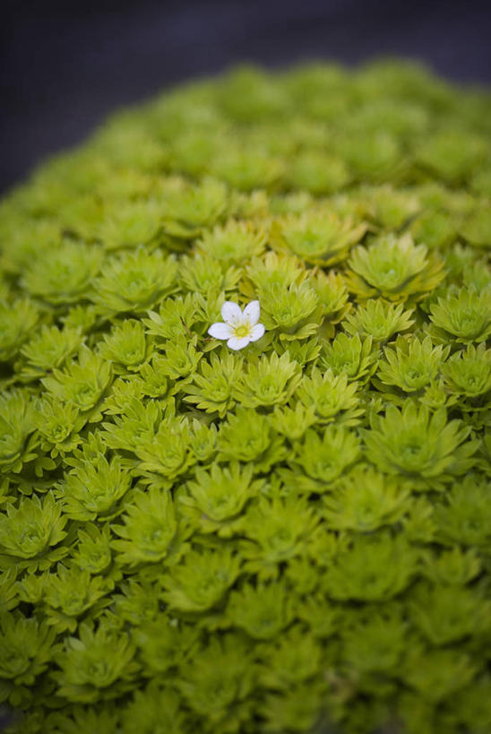 无人,竖图,室外,特写,白天,爱情,幸福,纯洁,热情,成功,胜利,美景,植物,玫瑰,虎耳草,叶子,堆叠,装饰,盛开,景观,玫瑰花,草药,药草,浪漫,花蕾,中药,花,花瓣,花朵,鲜花,排列,一朵,一个,绿色,白色,自然,花苞,花蕊,温暖,温馨,景色,恩爱,光彩,摄影,单个,华丽,修饰,环境,点缀,和睦,清新,自然风光,奖牌,药材,中草药,感动,荣誉,奖品,坚持,中药材,本草,衬托,美观,雅致,雅观,尊敬,荣耀,持续,光荣,天真,刺玫花,徘徊花,石荷叶,老虎草,金线吊芙蓉,金丝荷叶,彩图,融洽,多年生植物