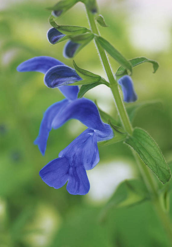 无人,竖图,室外,特写,白天,美景,植物,景观,自然,夏天,景色,摄影,环境,鼠尾草,草本,自然风光,彩图