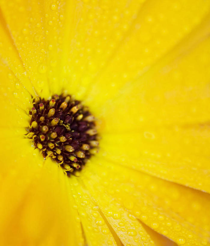 无人,竖图,特写,留白,微距,美景,植物,中间,盛开,景观,食品,万寿菊,饮品,花蕾,单词,饮食,花,花瓣,花朵,鲜花,食物,饮料,一朵,黄色,自然,夏天,花苞,花蕊,橙色,景色,摄影,环境,明亮,可口,清新,自然风光,柔焦,金盏花,适口,设计,彩图,全画面,全框架,全帧,全画幅