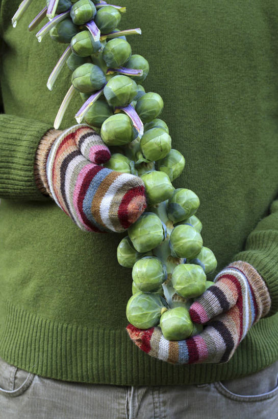 成年人,中年人,手,一个人,竖图,彩色,室外,特写,白天,安全,农业,农作物,美景,植物,蔬菜,纺织品,仅一个男性,仅一个人,仅一个中年男性,条纹,景观,园艺,冬天,食品,茎,防护,饮品,拿着,饮食,食物,饮料,绿色,自然,手套,景色,人体,摄影,五颜六色,保护,部分,羊毛,环境,色彩斑斓,可口,清新,自然风光,保险,选择,五彩缤纷,健康食物,连指手套,保全,周全,安稳,安定,防护手套,五彩斑斓,球芽甘蓝,式样,适口,五光十色,平安,男人,男性,中年男性,秋天,休闲活动,彩图