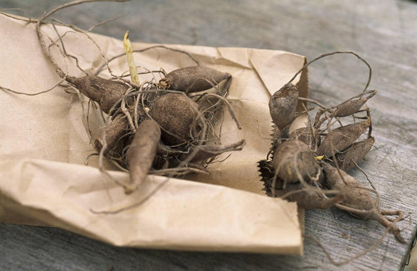 无人,横图,室内,特写,白天,美景,植物,蔬菜,新鲜,包,纸袋,景观,食品,根部,设备,物品,食物,自然,景色,摄影,有机食品,绿色食品,环境,自然风光,开端,彩图