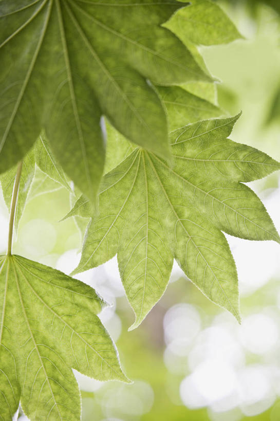 血管,无人,竖图,室外,特写,白天,留白,镜头眩光,美景,植物,叶子,日光,半透明,景观,树,绿色,自然,夏天,景色,摄影,生长,灌木,环境,明亮,清新,自然风光,柔焦,逆光,落叶树,肌理,蓖麻子,设计,叶脉,彩图