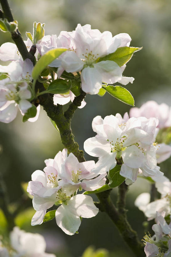 无人,竖图,室外,特写,白天,美景,植物,景观,枝,饮食,花,花朵,树,自然,春天,景色,摄影,生长,环境,清新,自然风光,苹果花,苹果树,嫩枝,牛津郡,彩图