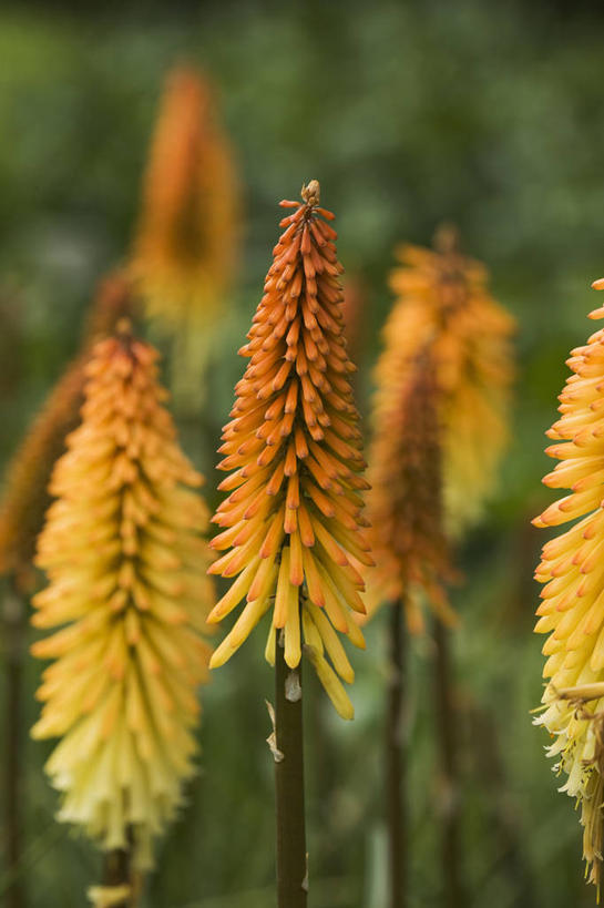 无人,竖图,室外,特写,白天,热情,美景,植物,景观,尖顶,花,自然,花束,夏天,橙色,景色,摄影,生长,环境,锋利,尖锐,清新,自然风光,思念,火把莲,火炬百合,火炬花,彩图,剑叶兰