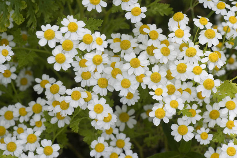 无人,横图,彩色,室外,特写,白天,美景,植物,景观,草药,花,花瓣,白色,自然,夏天,景色,摄影,五颜六色,环境,色彩斑斓,菊科植物,草本,清新,自然风光,五彩缤纷,五彩斑斓,五光十色,彩图,全画面,全框架,全帧,全画幅