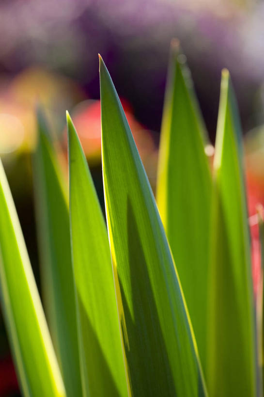 无人,竖图,室外,特写,白天,美景,植物,叶子,日光,景观,自然,夏天,景色,力量,摄影,灌木,环境,明亮,清新,自然风光,逆光,丝兰,彩图,韧性