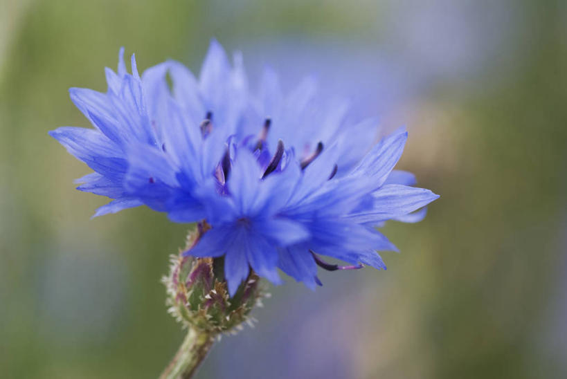 无人,横图,室外,特写,白天,留白,美景,植物,景观,野花,花,一个,蓝色,自然,夏天,景色,摄影,生长,单个,环境,清新,自然风光,矢车菊,彩图