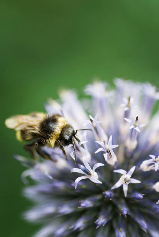 无人,竖图,室外,特写,白天,留白,美景,植物,野生动物,蜜蜂,绿色背景,翅膀,昆虫,景观,花,排列,一个,绿色,自然,动物,夏天,球体,蓟,景色,摄影,单个,环境,清新,自然风光,忙碌,节肢动物,花粉,授粉,收集,肌理,三维图形,蓝刺头,彩图,共生关系