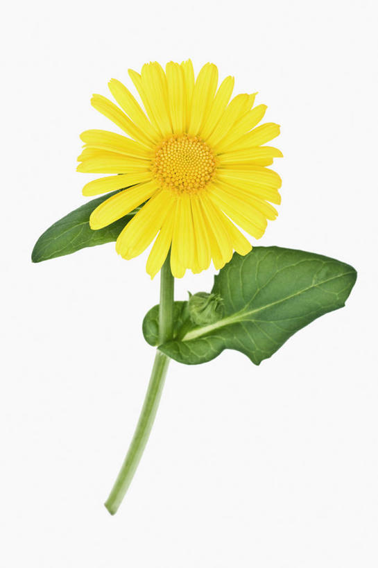 无人,竖图,彩色,室内,特写,留白,美景,植物,叶子,药,景观,草药,药草,中药,花,花瓣,黄色,绿色,自然,医疗用品,景色,摄影,影棚,五颜六色,环境,明亮,色彩斑斓,草本,清新,自然风光,摄影棚,药材,中草药,五彩缤纷,中药材,本草,五彩斑斓,五光十色,山金车,设计,彩图,影棚拍摄,拍摄