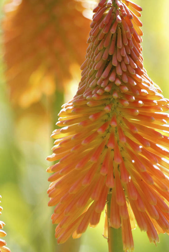 无人,竖图,室外,特写,白天,热情,美景,植物,景观,尖顶,花,一个,红色,自然,夏天,橙色,景色,摄影,单个,环境,清新,自然风光,思念,火把莲,火炬百合,火炬花,彩图,剑叶兰