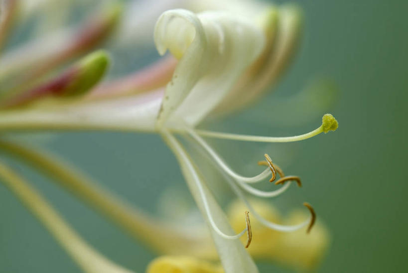 无人,攀登,横图,室内,特写,白天,美景,植物,绿色背景,景观,花,绿色,自然,夏天,景色,摄影,生长,环境,雄蕊,清新,自然风光,户外活动,花粉,忍冬,彩图,影棚拍摄