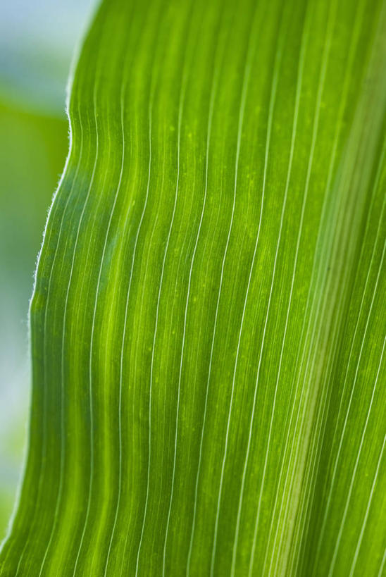 无人,竖图,室外,特写,白天,背景,玉米,美景,植物,蔬菜,叶子,条纹,景观,谷类,食品,饮食,绿色,自然,夏天,景色,摄影,生长,环境,明亮,清新,自然风光,肌理,式样,彩图,全画面,全框架,全帧,甜玉米,全画幅,月