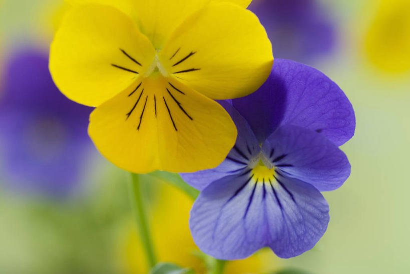 无人,横图,彩色,室外,特写,白天,留白,美景,植物,紫罗兰,景观,三色堇,一对,花,花瓣,排列,两个,自然,春天,景色,摄影,多样,五颜六色,环境,明亮,色彩斑斓,清新,自然风光,五彩缤纷,三色紫罗兰,五彩斑斓,五光十色,彩图,全画面,全框架,全帧,全画幅