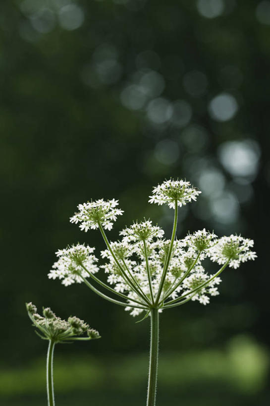 无人,竖图,室外,特写,白天,仰视,美景,植物,松树,景观,野花,花,一个,自然,夏天,景色,摄影,生长,单个,环境,清新,自然风光,杉树,坚定,长寿,贞洁,针叶树,彩图,低角度拍摄,铁杉,二年生植物