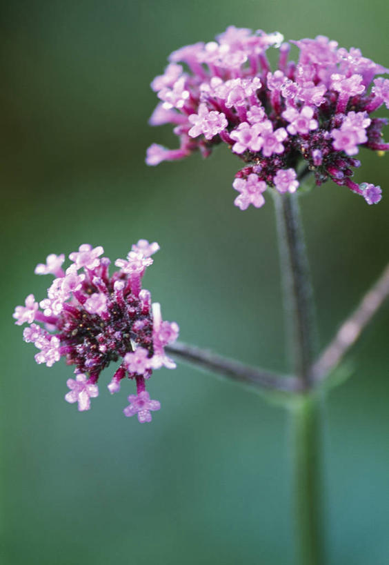 无人,竖图,彩色,室外,特写,白天,留白,植物,英国,草药,药草,中药,花,花瓣,粉色,紫色,夏天,摄影,五颜六色,马鞭草,色彩斑斓,清新,药材,中草药,柔焦,五彩缤纷,中药材,本草,龙牙草,五彩斑斓,凤颈草,野荆芥,紫顶龙芽草,五光十色,彩图,对焦,多年生植物