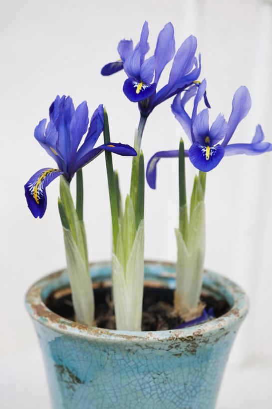 无人,竖图,室内,美景,植物,花盆,小的,景观,园艺,花,花瓣,紫色,自然,春天,景色,摄影,自然风光,式样,彩图,影棚拍摄,矮鸢尾