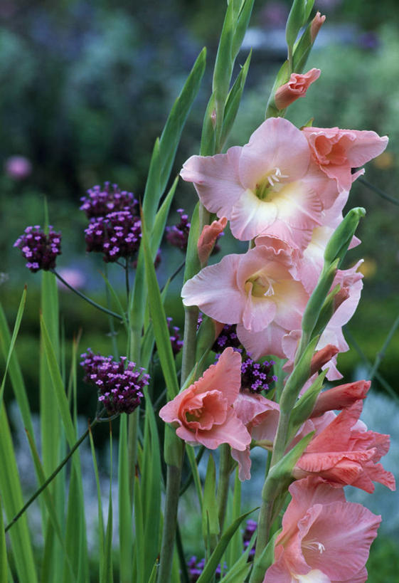 无人,竖图,彩色,室外,特写,白天,留白,植物,英国,草药,药草,中药,花,花瓣,粉色,紫色,夏天,摄影,五颜六色,马鞭草,剑兰,色彩斑斓,清新,药材,中草药,五彩缤纷,中药材,本草,龙牙草,五彩斑斓,凤颈草,野荆芥,紫顶龙芽草,五光十色,彩图,对焦,多年生植物