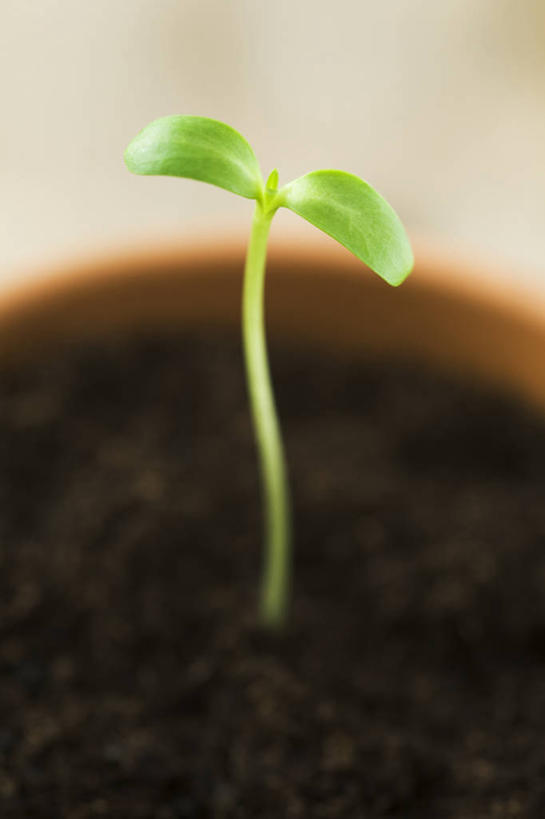 无人,竖图,特写,白天,留白,植物,向日葵,叶子,花盆,泥土,园艺,发芽,一个,绿色,容器,摄影,生长,单个,粘土,清新,显现,柔焦,秧苗,开端,彩图,影棚拍摄,对焦