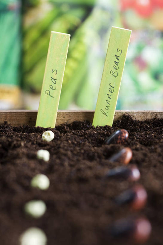 无人,竖图,特写,白天,留白,植物,豆,英国,一排,整齐,标签,泥土,园艺,豌豆,种子,餐盘,设备,饮食,盒子,物品,排列,摄影,队列,豌豆系,粘贴,红花菜豆,彩图,对焦