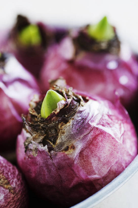 无人,竖图,彩色,特写,留白,植物,风信子,蔬菜,静物,叶子,花盆,新鲜,园艺,食品,食物,排列,粉色,绿色,容器,摄影,有机食品,绿色食品,生长,五颜六色,色彩斑斓,清新,显现,柔焦,五彩缤纷,小费,五彩斑斓,五光十色,彩图,全画面,全框架,全帧,影棚拍摄,全画幅,对焦