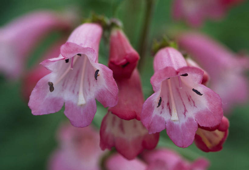 无人,横图,彩色,室外,特写,白天,留白,植物,英国,花,花瓣,粉色,夏天,摄影,五颜六色,色彩斑斓,清新,柔焦,五彩缤纷,五彩斑斓,五光十色,钓钟柳,彩图,对焦,多年生植物