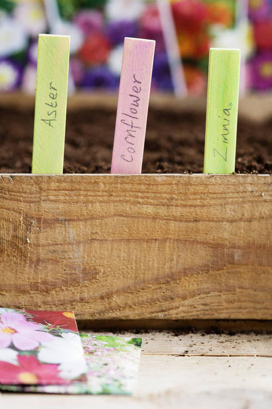 无人,竖图,特写,白天,留白,植物,英国,一排,整齐,标签,泥土,园艺,鱼尾菊,餐盘,设备,盒子,物品,花,排列,摄影,队列,矢车菊,粘贴,紫苑,彩图,对焦