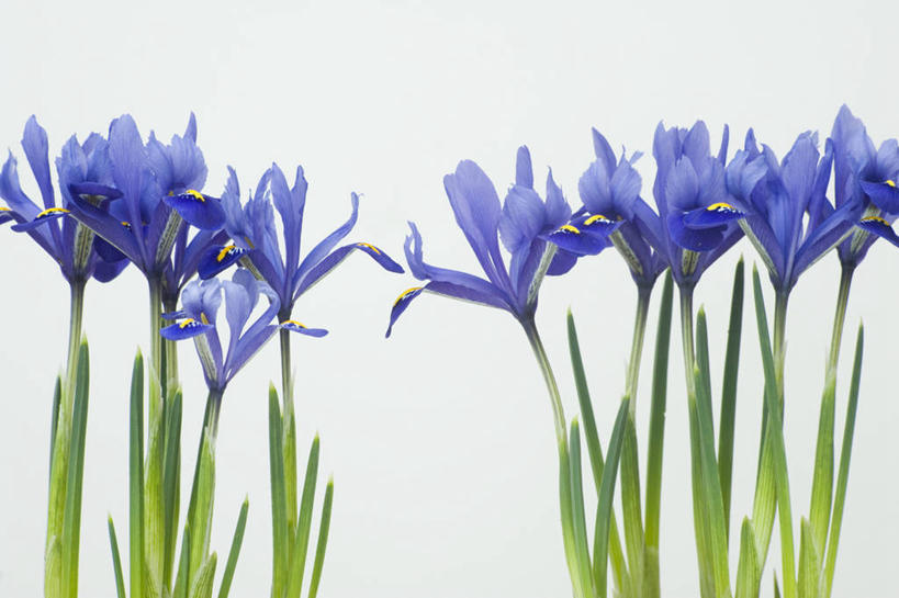 无人,横图,室内,特写,白色背景,侧面,美景,植物,景观,花,花瓣,蓝色,自然,景色,摄影,鸢尾,自然风光,彩图,全画面,全框架,全帧,影棚拍摄,矮鸢尾,全画幅