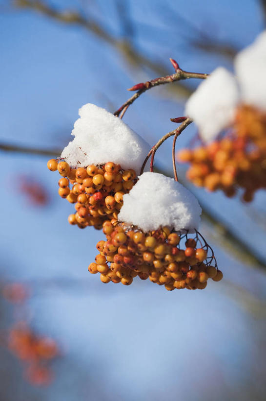无人,竖图,彩色,室外,特写,白天,留白,雪,植物,浆果,水果,英国,冬天,枝,饮食,蓝色,白色,天空,橙色,寒冷,忧伤,摄影,五颜六色,色彩斑斓,美好,清新,善良,痛苦,柔焦,五彩缤纷,忠诚,落叶树,五彩斑斓,花楸,红果臭山槐,五光十色,百华花楸,马加木,秋天,彩图,哭泣,欧洲花楸,对焦