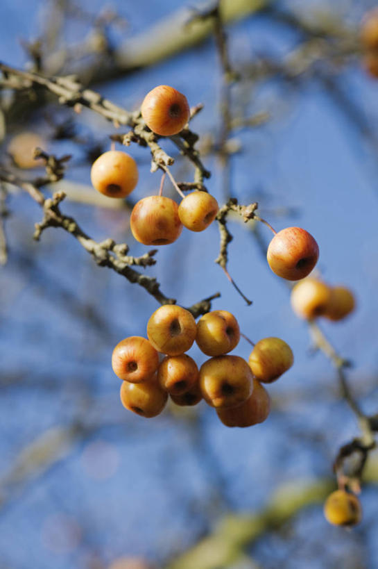 无人,竖图,室外,特写,白天,留白,植物,苹果,水果,英国,海棠,果树,枝,树,树木,黄色,蓝色,绿色,天空,自然,橙色,摄影,生长,成长,柔焦,苹果树,落叶树,秋天,彩图,对焦