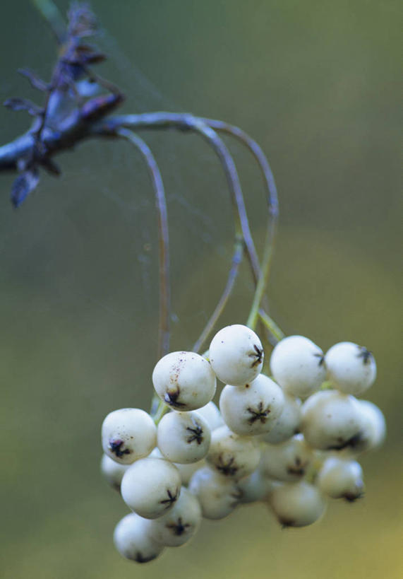 无人,竖图,室外,特写,白天,留白,植物,浆果,英国,枝,白色,忧伤,摄影,美好,善良,痛苦,柔焦,忠诚,落叶树,花楸,红果臭山槐,百华花楸,马加木,秋天,彩图,哭泣,欧洲花楸,对焦