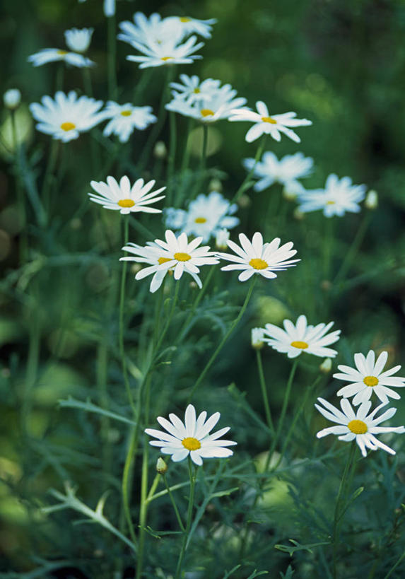 无人,竖图,室外,特写,白天,留白,植物,英国,花坛,茼蒿菊,雏菊,花,花瓣,白色,夏天,摄影,生长,清新,彩图,全画面,全框架,全帧,全画幅,对焦,多年生植物