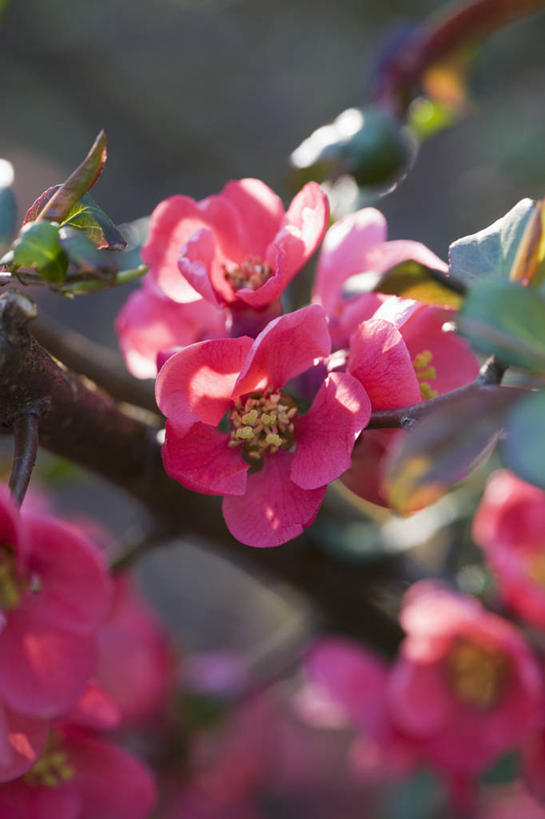 无人,竖图,室外,特写,白天,美景,植物,日光,景观,饮食,花,花瓣,花朵,粉色,自然,春天,景色,摄影,灌木,清新,自然风光,温柏,彩图,对焦