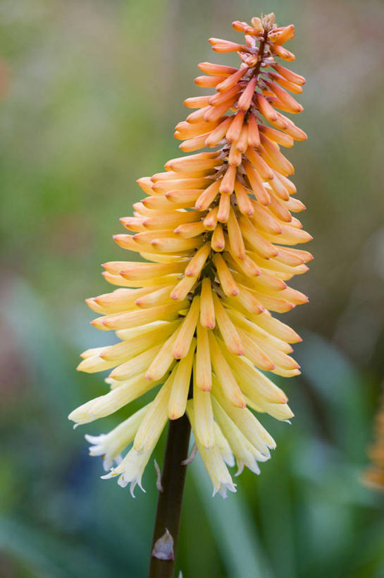 无人,竖图,室外,特写,白天,热情,美景,植物,景观,尖顶,花,自然,橙色,景色,摄影,自然风光,思念,火把莲,火炬百合,火炬花,彩图,剑叶兰,对焦