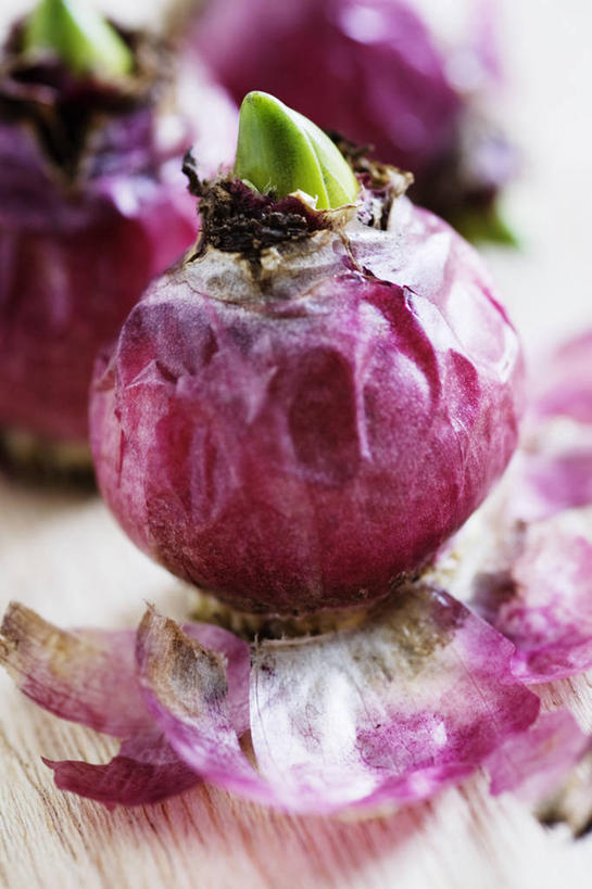 无人,竖图,彩色,特写,留白,植物,风信子,蔬菜,静物,叶子,日光,新鲜,食品,食物,排列,粉色,绿色,摄影,有机食品,绿色食品,生长,五颜六色,色彩斑斓,清新,显现,柔焦,五彩缤纷,小费,五彩斑斓,五光十色,彩图,全画面,全框架,全帧,影棚拍摄,全画幅,对焦